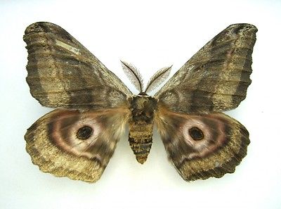 Gynanisa maja male (abberation) (Internet Image property of respective owner, non-commercial use only)